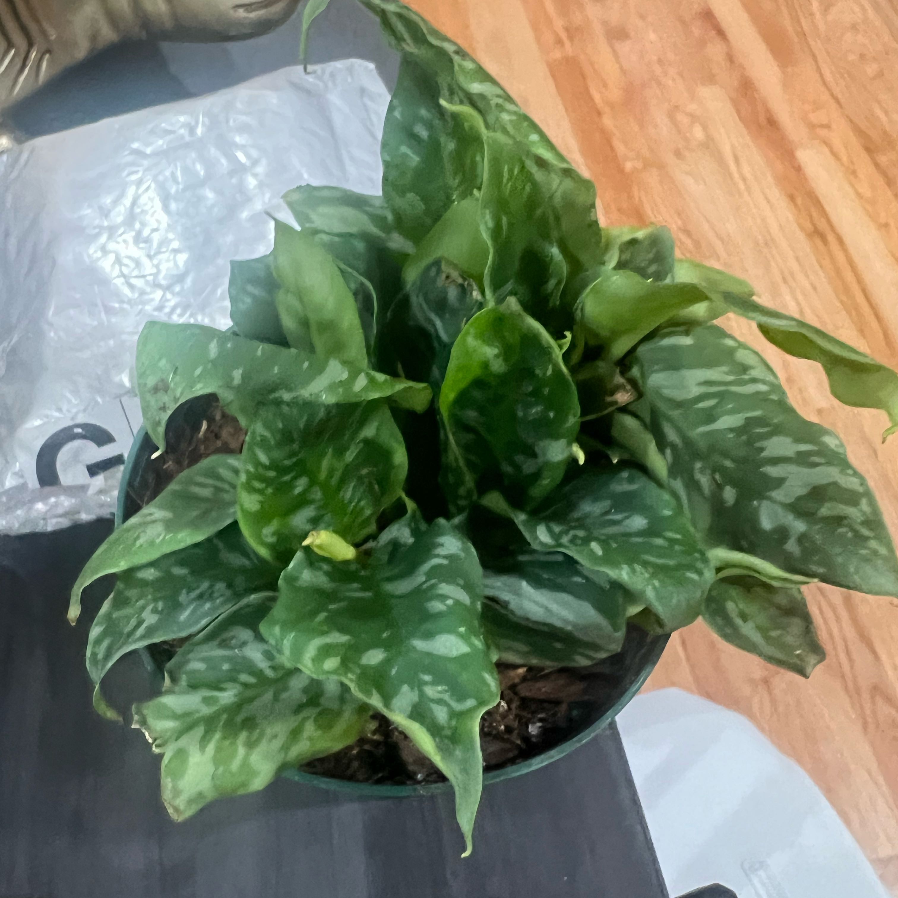 Photo of the plant species Schismatoglottis Thailand by @Sdubplanty05 named Madonna on Greg, the plant care app