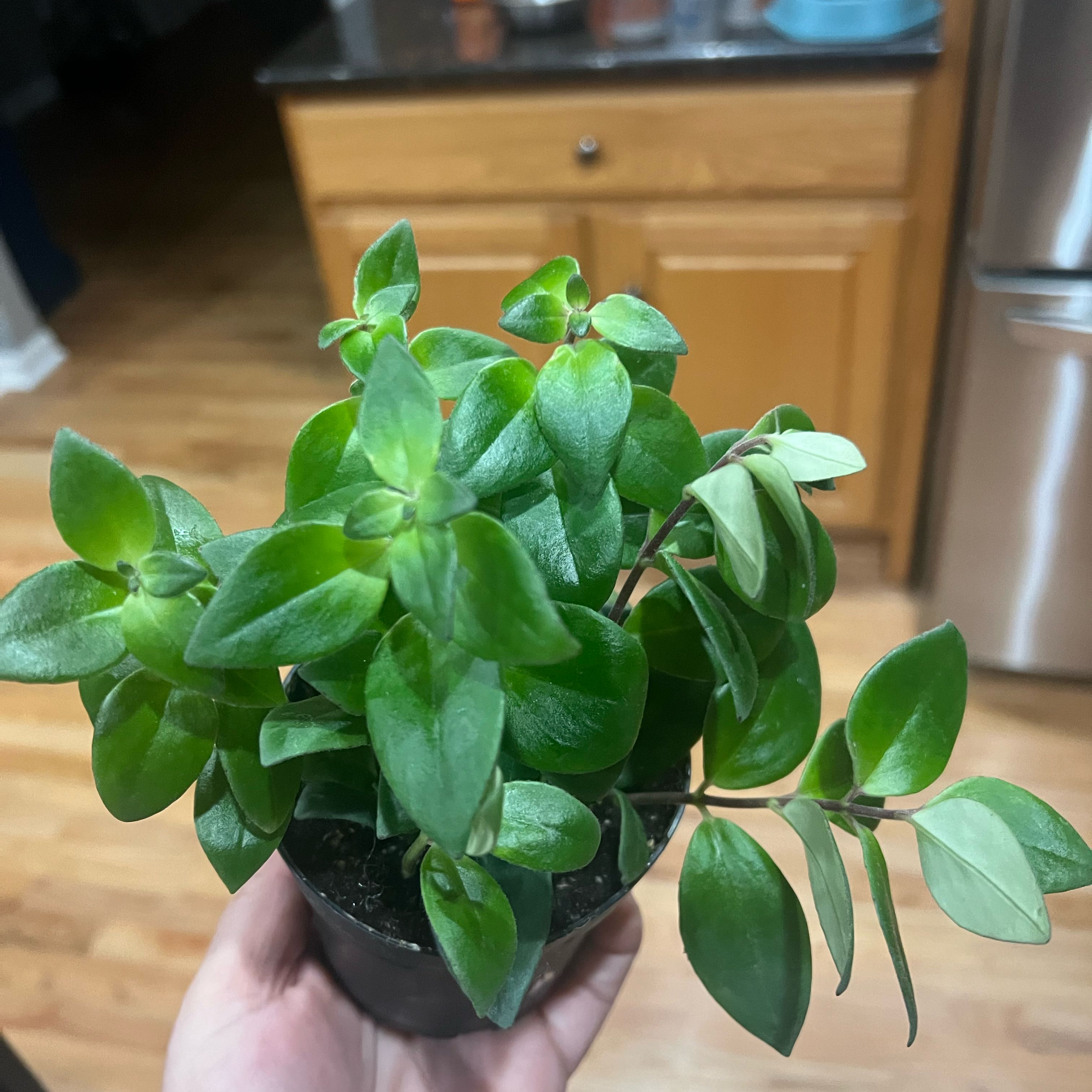 Healthy Lipstick Plant with vibrant green leaves held in a hand.