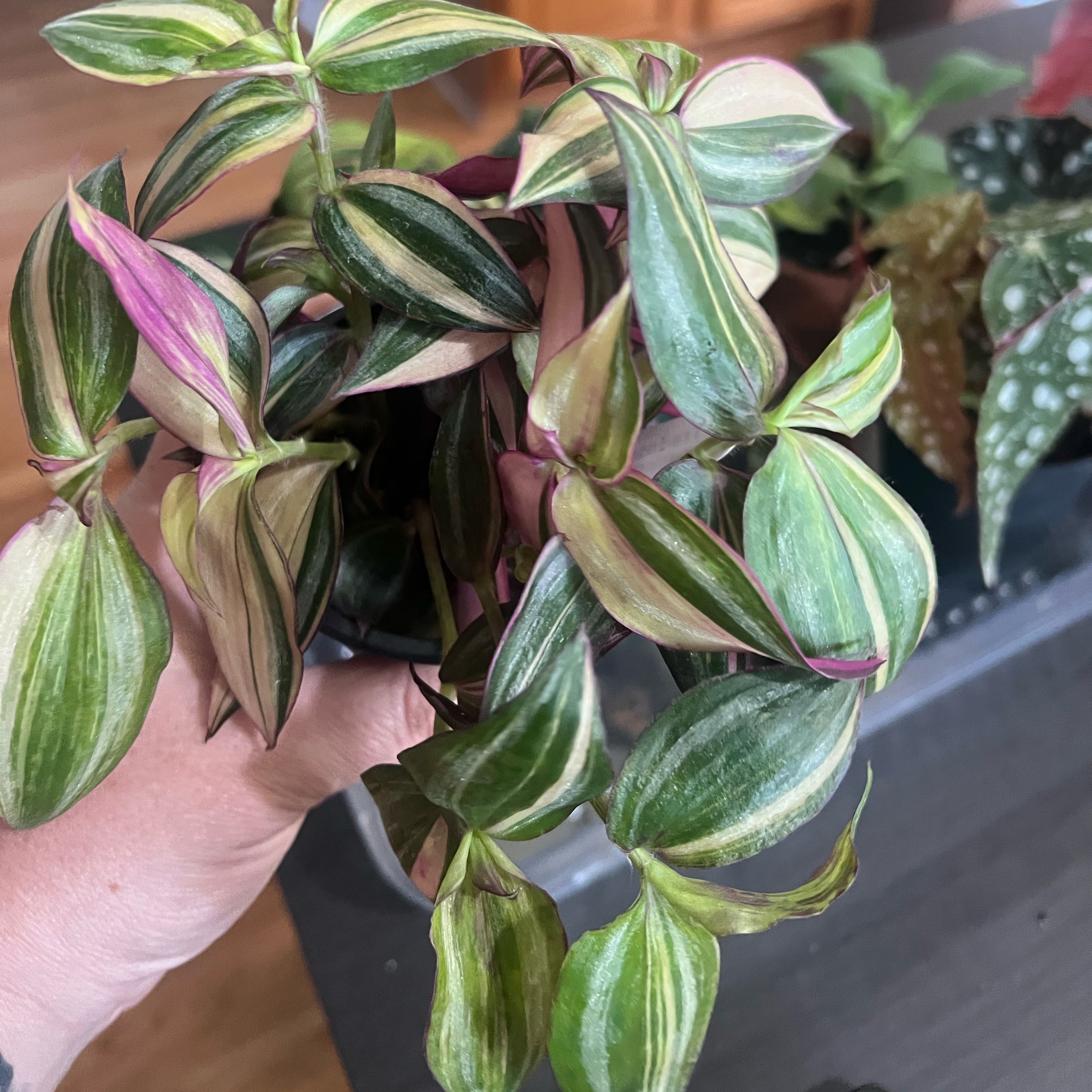 Tradescantia Quadricolor plant with variegated leaves held by a hand.