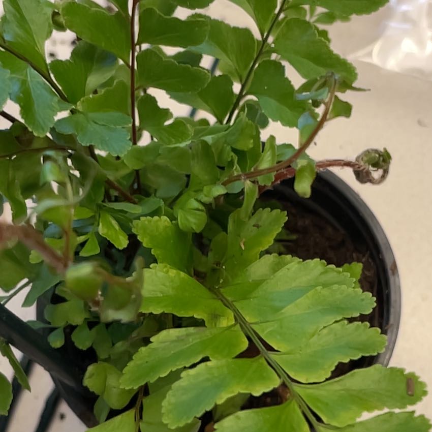Cunningham's Maidenhair Fern in a pot with vibrant green leaves and visible soil.