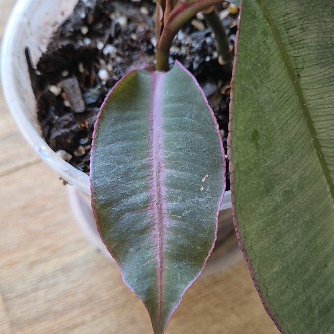 Photo of the plant species Labisia pumila 'Electric Pink' by @AlwaysGerbera named Rihanna on Greg, the plant care app