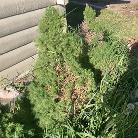 Photo of the plant species Southernwood by @HandyWaxflower named McKinley on Greg, the plant care app
