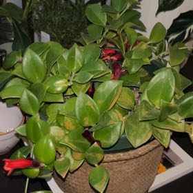 Photo of the plant species Goldfish Plant by @UnhamperedSucc named Mando on Greg, the plant care app