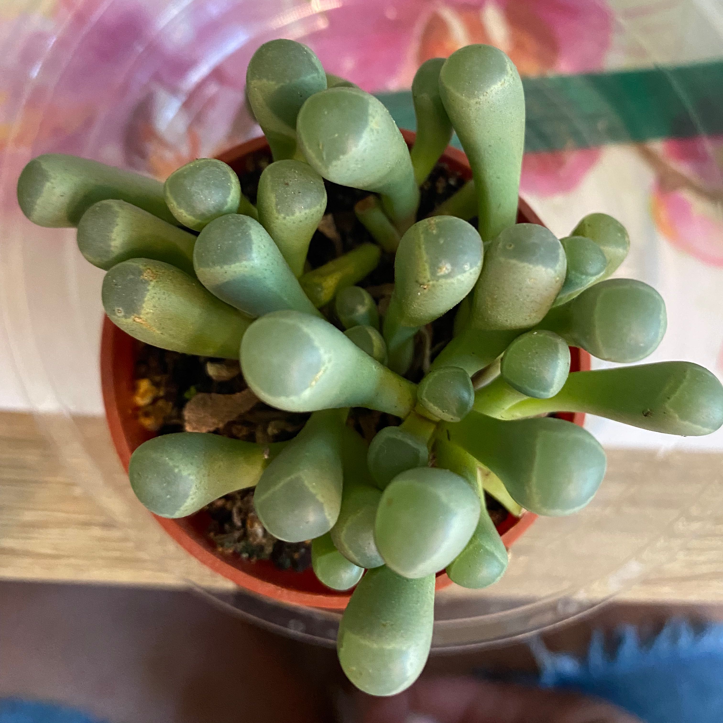 Top view of a healthy Baby Toes plant (Fenestraria rhopalophylla) in a small pot.