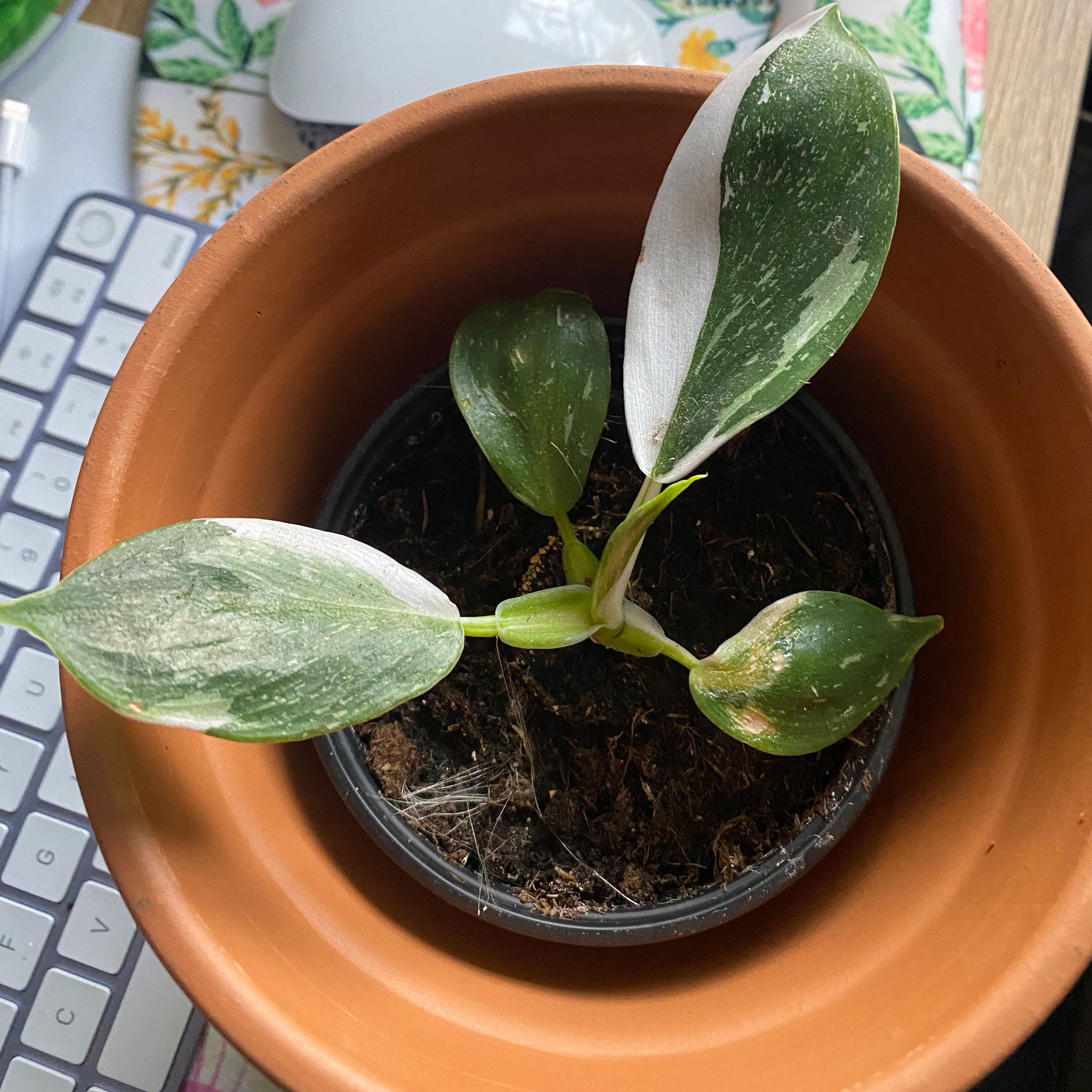 Philodendron 'White Wizard' plant in a terracotta pot with variegated leaves.