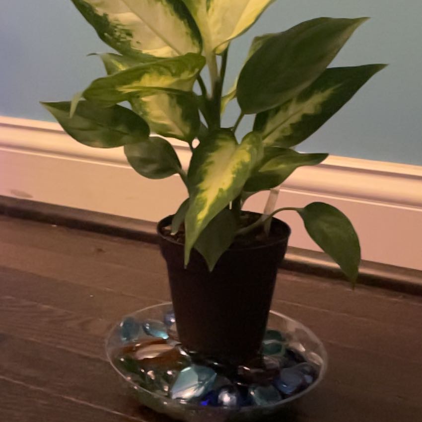 Photo of the plant species Dumb Cane by @TitanicFallugia named D2 on Greg, the plant care app