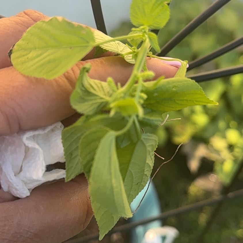Photo of the plant species Crimsoneyed Rosemallow by @AceBlackpoplar named Sage on Greg, the plant care app