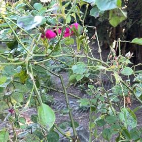 Photo of the plant species Red Huckleberry by @LordDaisybush named Muhammad Ali on Greg, the plant care app