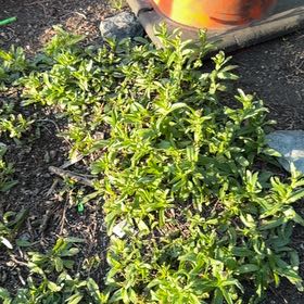 Photo of the plant species Night-Blooming Jessamine by @LordDaisybush named Fernie Saunders on Greg, the plant care app