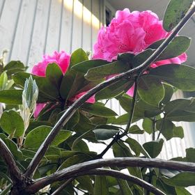 Photo of the plant species Pontian Rhododendron by @LordDaisybush named Sahara on Greg, the plant care app