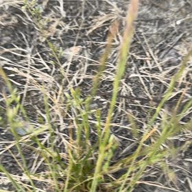 Photo of the plant species Ray Grass by @LordDaisybush named Leaf Erickson on Greg, the plant care app