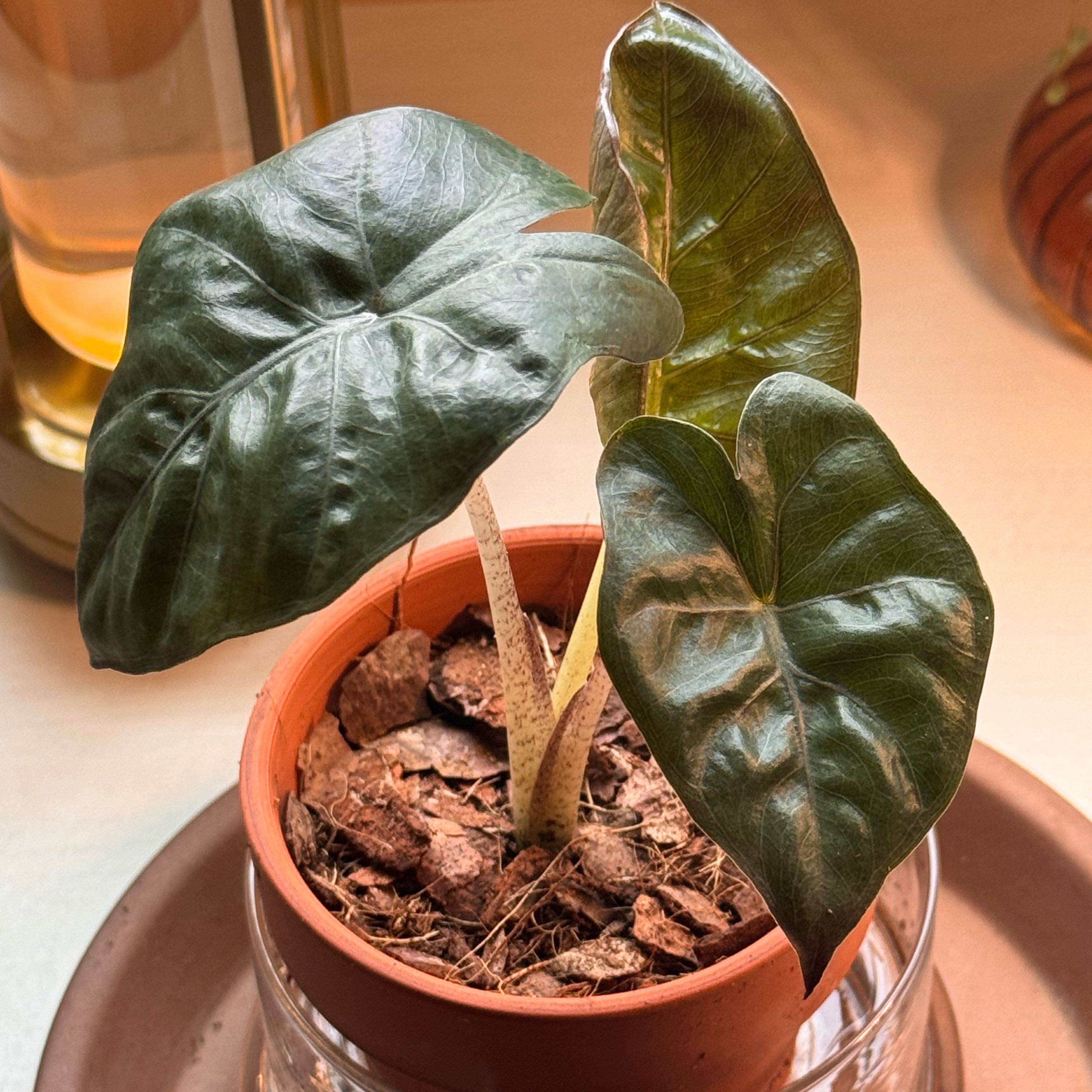 Photo of the plant species Alocasia Yucatan Queen by @ReallySalad named Rainier on Greg, the plant care app