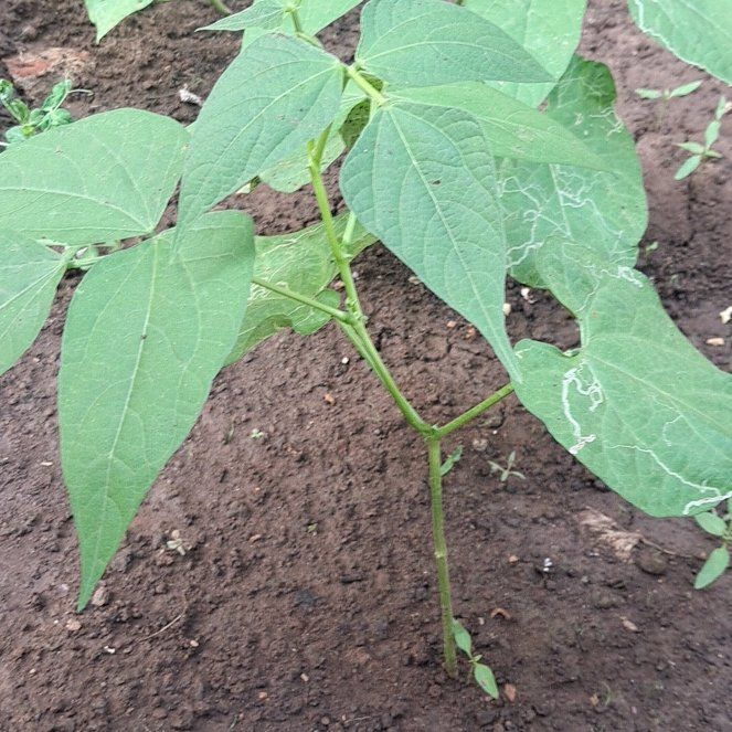 Photo of the plant species Climbing French Bean by @InnovativeFlax named Shakira on Greg, the plant care app