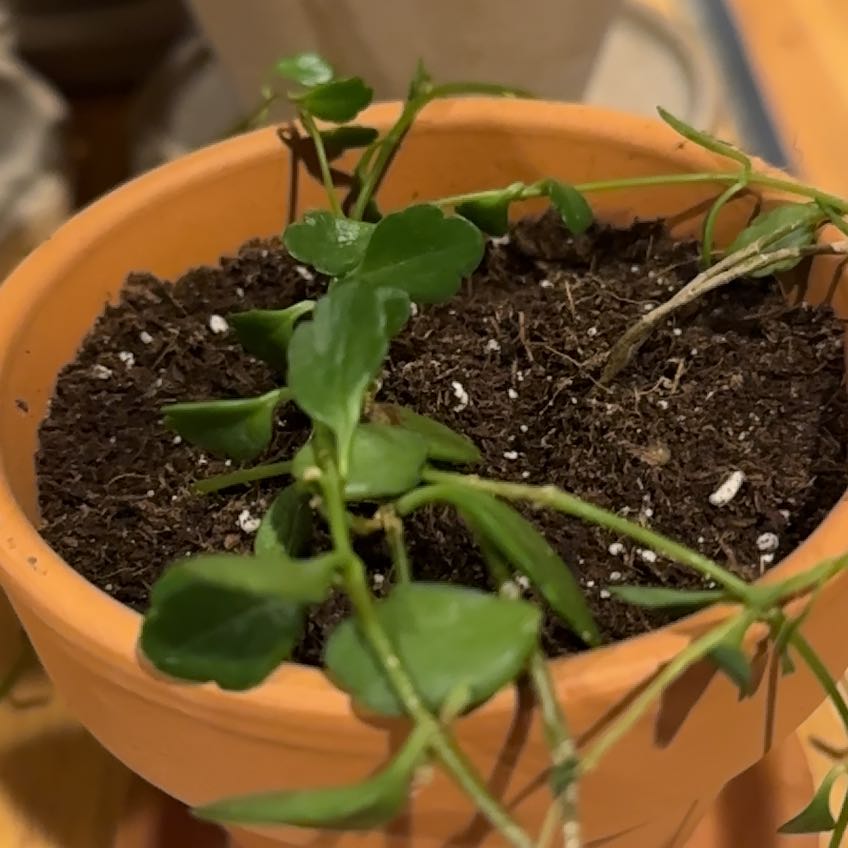 Photo of the plant species Kalanchoe uniflora by @Aidenkrech named Jigen on Greg, the plant care app