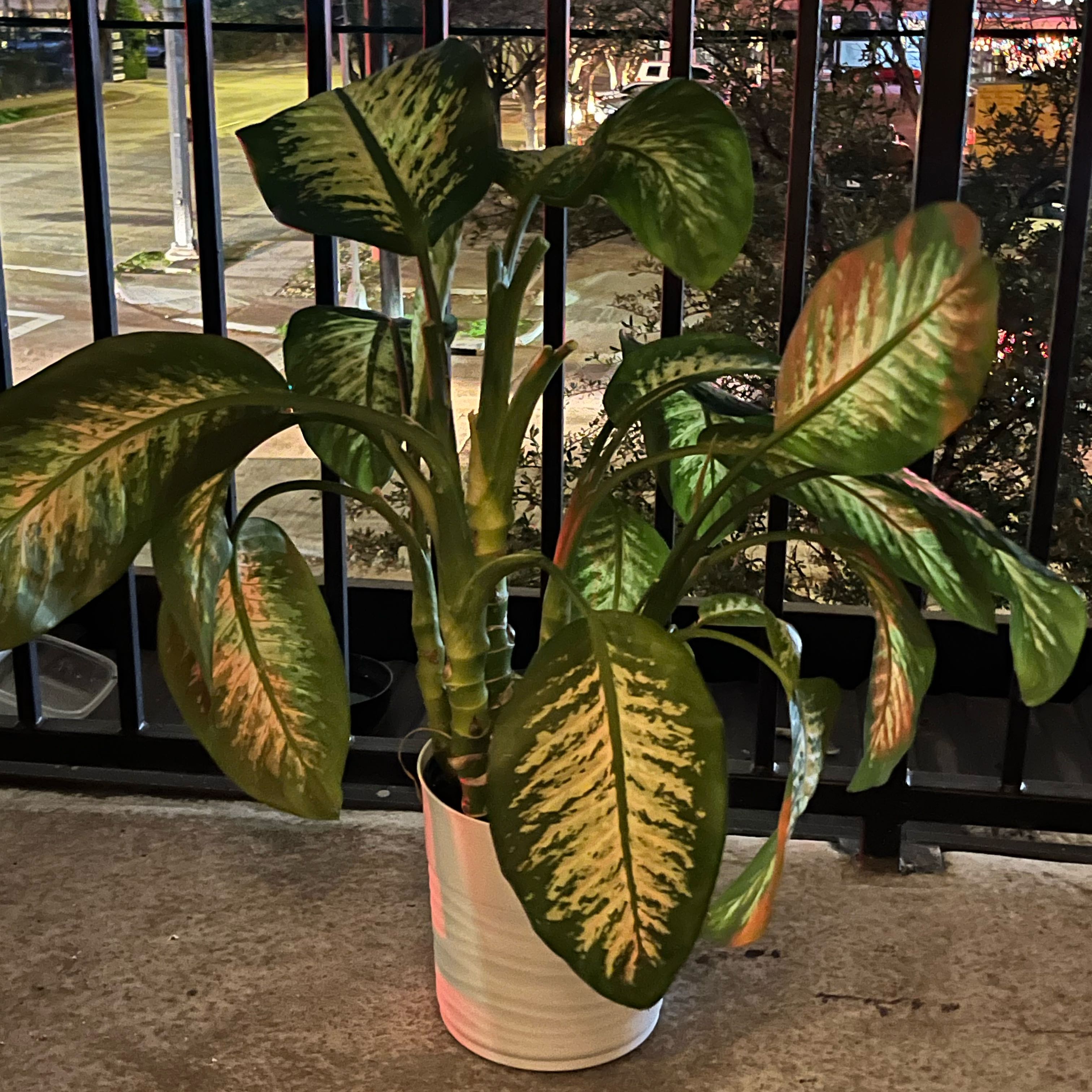 Photo of the plant species Dieffenbachia Triumph by @FlashyTanekaha named Treeyoncé on Greg, the plant care app