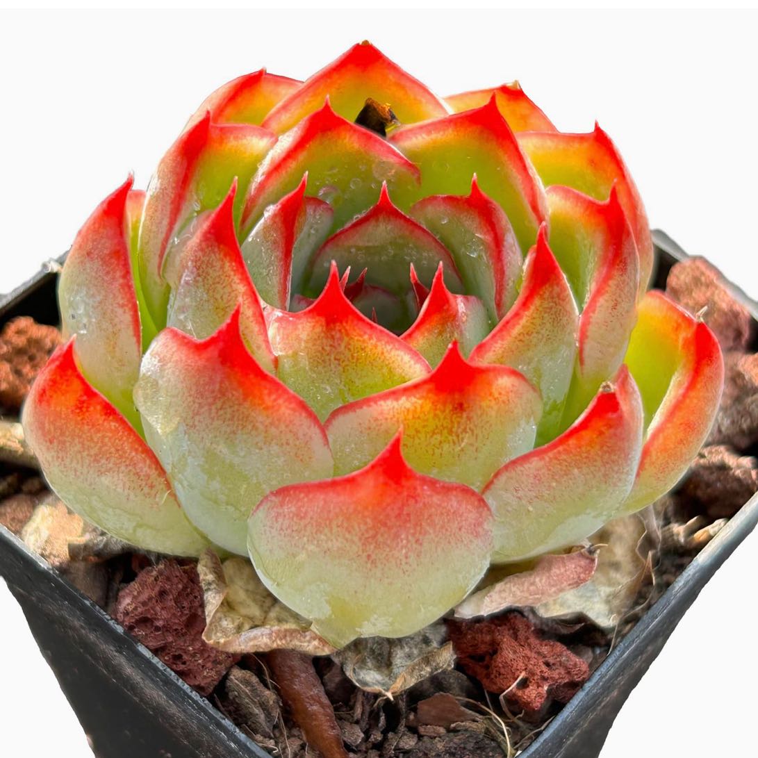 Photo of the plant species Echeveria 'Soul Fairy' by @nellypancakes named Niahm on Greg, the plant care app