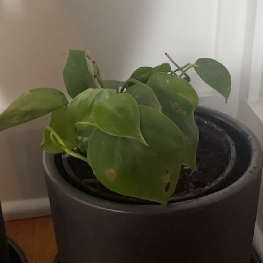 Delilah A plant by EthicalSiricote on Greg