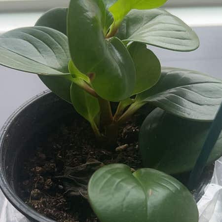 Photo of the plant species Peperomia clusiifolia 'Emerald' by @FitHardbeech named Miley on Greg, the plant care app