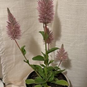 Photo of the plant species Pink Mulla Mulla by Elizabeth named Sol on Greg, the plant care app