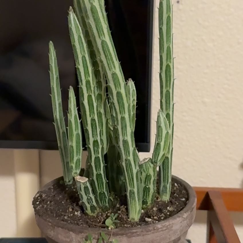 Photo of the plant species Candelilla by Elizabeth named Maya on Greg, the plant care app