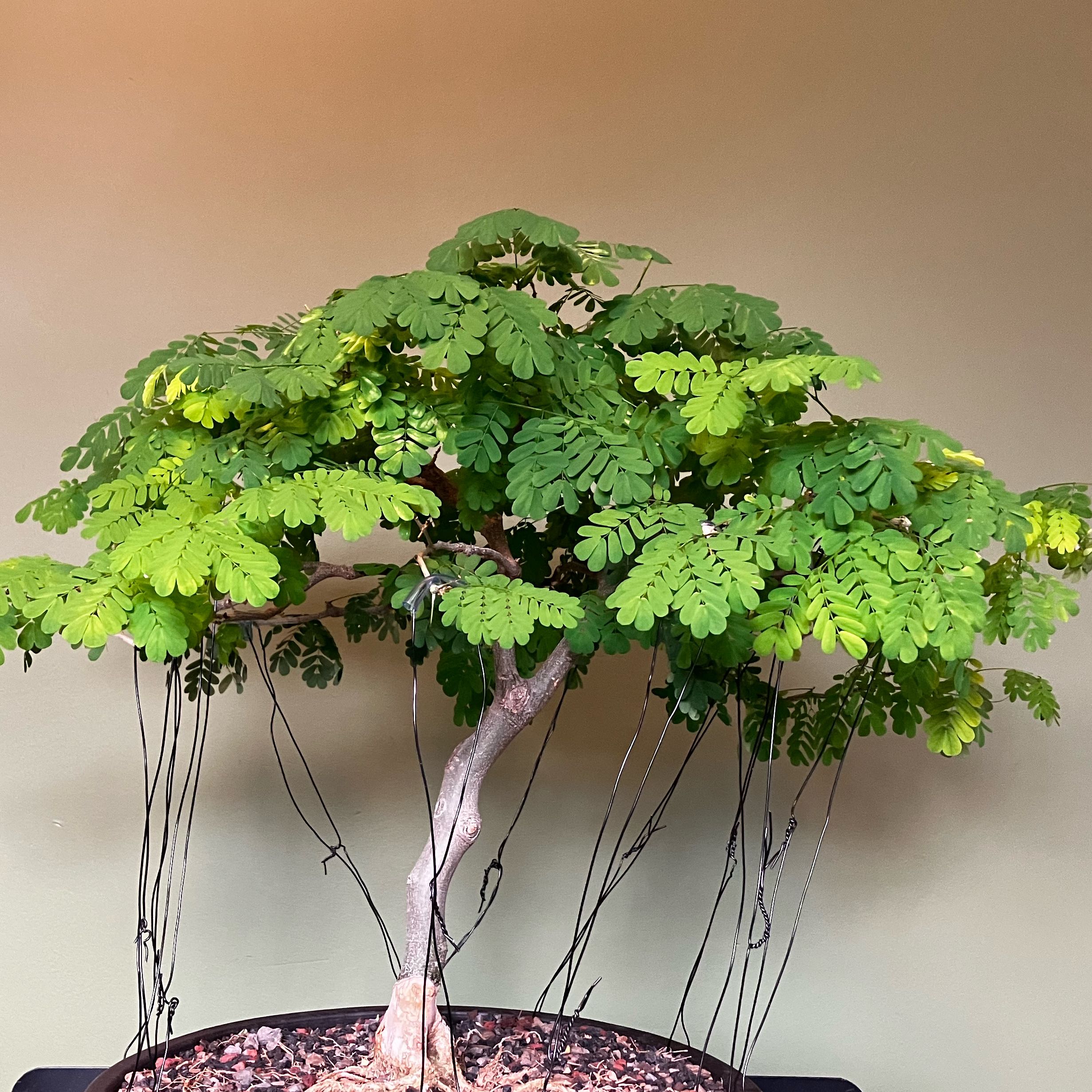 Till Vintage Bunjin Brazilian Raintree U2013 Adam's Art And Bonsai