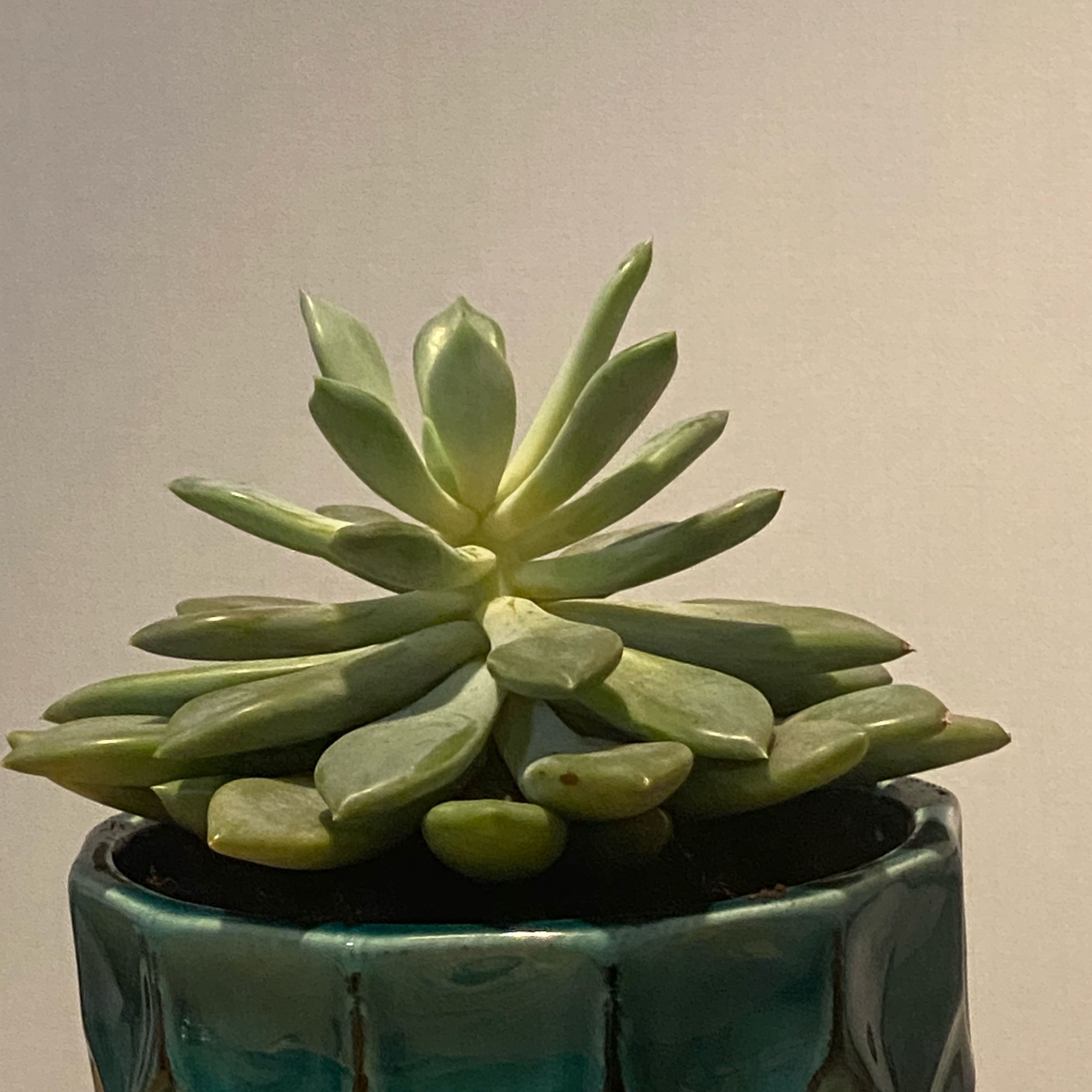 Photo of the plant species White Queen Echeveria by @ZealHedgemaple named Bruce Lee on Greg, the plant care app