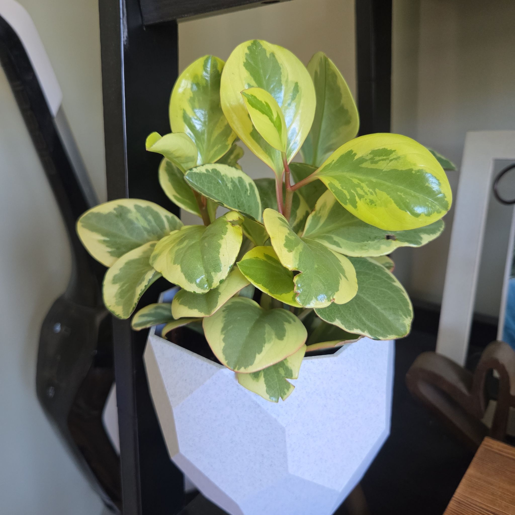 Photo of the plant species Peperomia Citrus Twist by @jennacristaldi named George on Greg, the plant care app