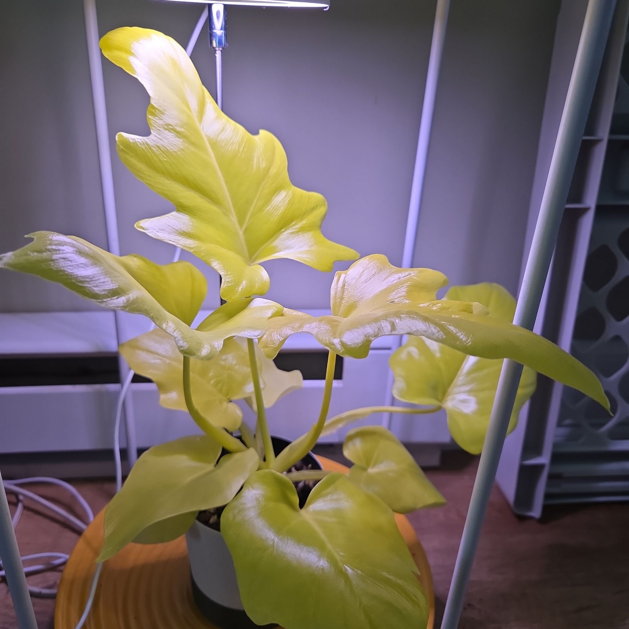 Photo of the plant species Philadendron warscewiczii aurea by @jennacristaldi named Mike Wazowski on Greg, the plant care app