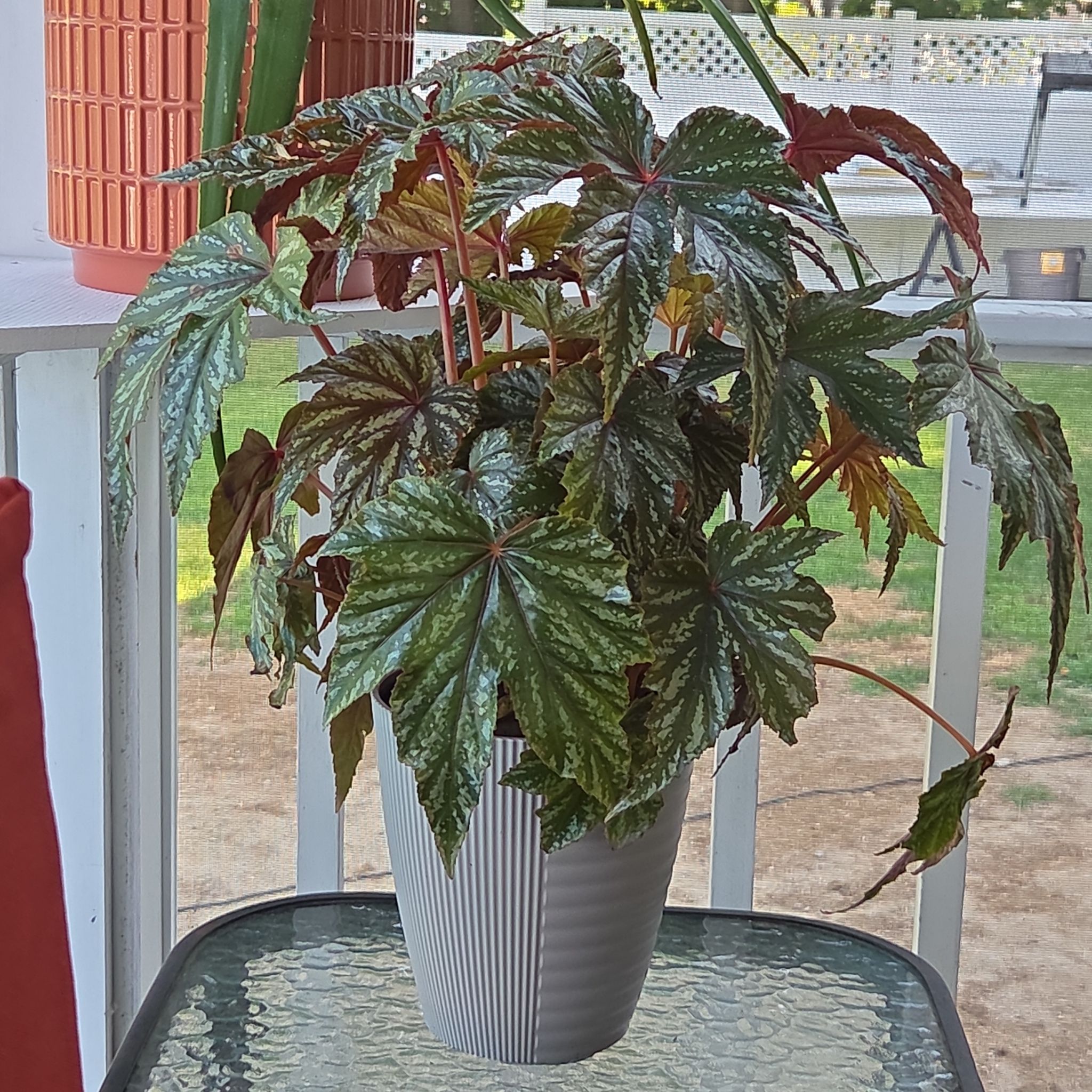 Photo of the plant species Begonia 'Gryphon' by @jennacristaldi named Gryffindor on Greg, the plant care app