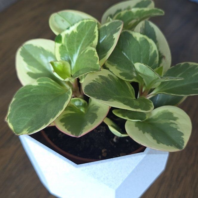 Photo of the plant species Peperomia Citrus Twist by @jennacristaldi named George on Greg, the plant care app