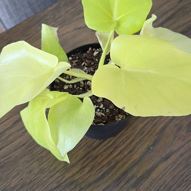 Photo of the plant species Philadendron warscewiczii aurea by @jennacristaldi named Mike Wazowski on Greg, the plant care app