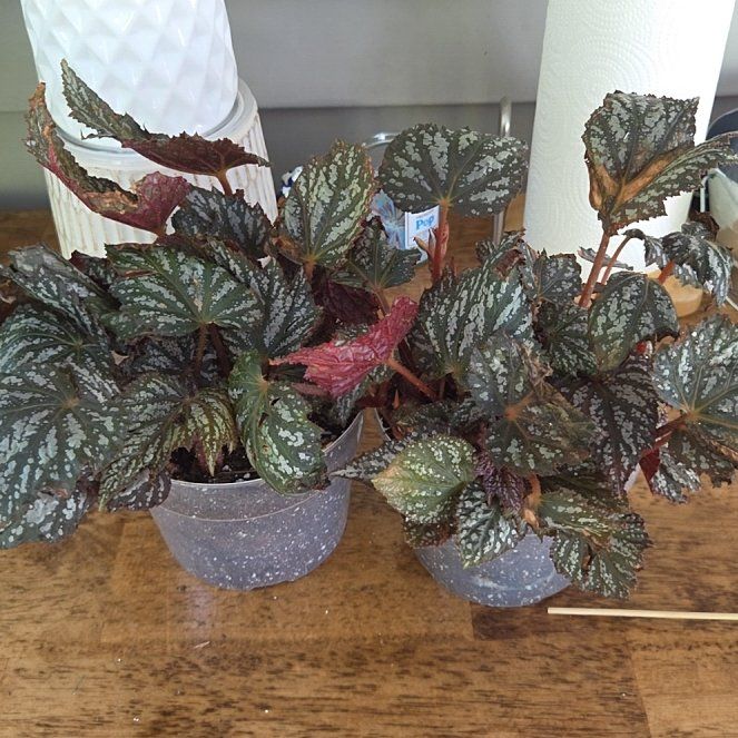 Photo of the plant species Begonia rex 'Silver Splash' by @jennacristaldi named Rex on Greg, the plant care app