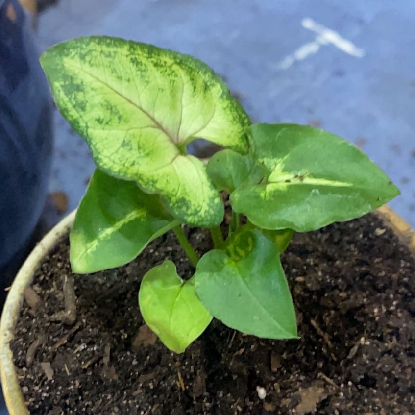 Photo of the plant species sygonium pixie by @HelpfulBookaloe named Plato on Greg, the plant care app