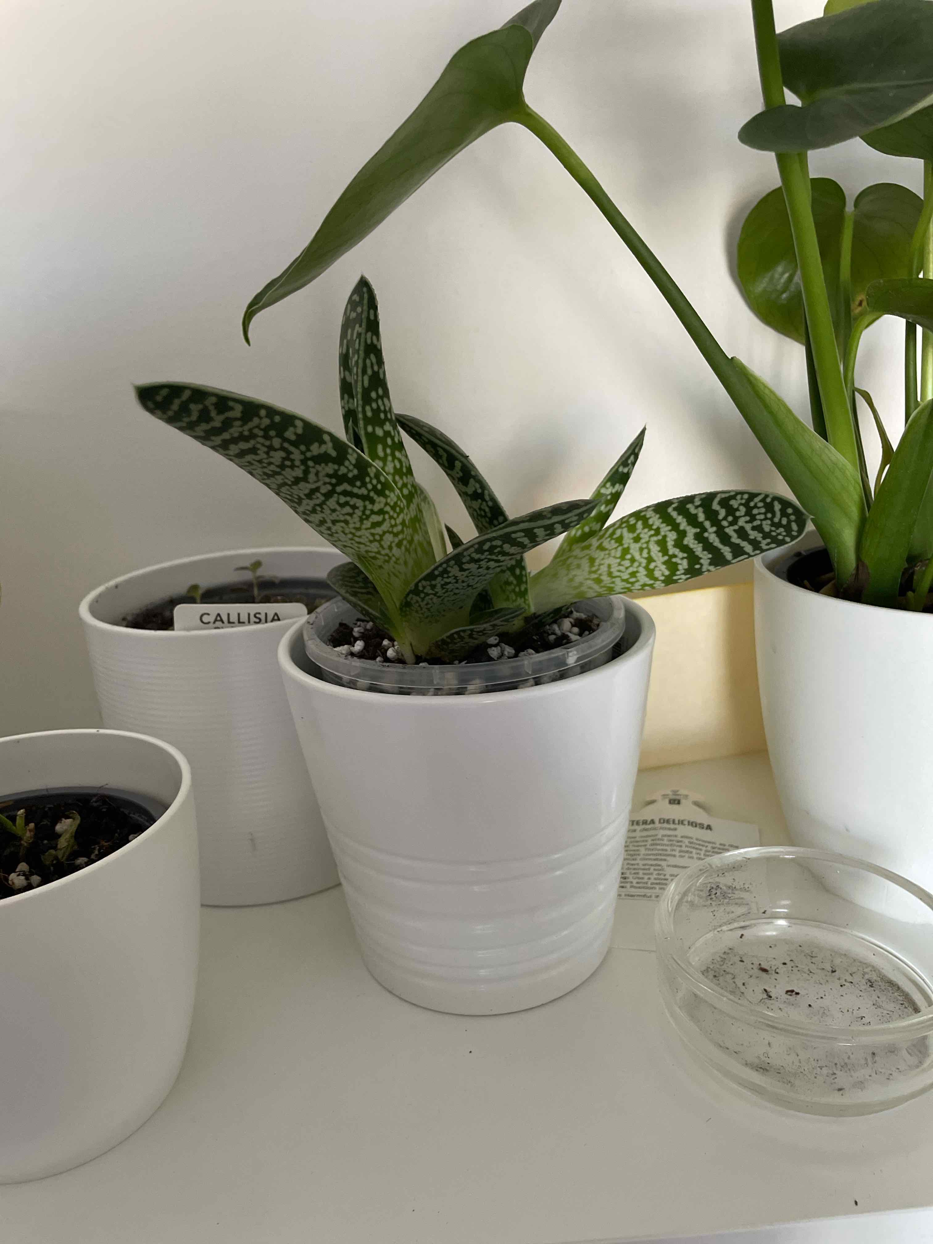 Short-Leaved Aloe plant in a white pot, healthy with visible soil.