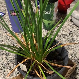 Photo of the plant species Red Hot Poker by @SwampThing94 named Queen on Greg, the plant care app