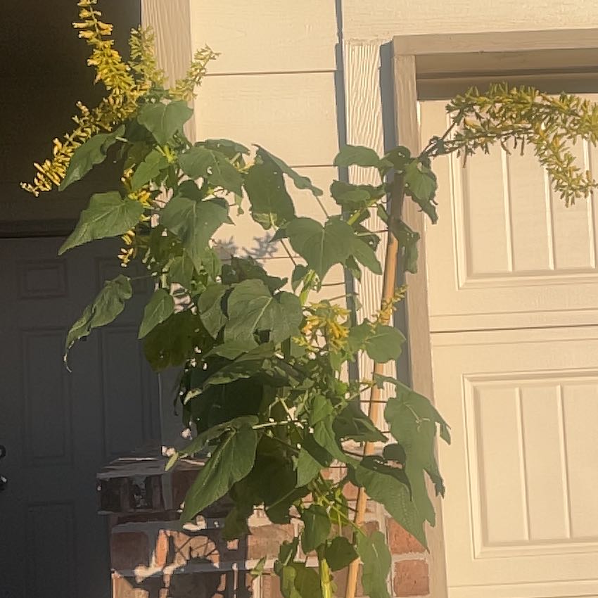Photo of the plant species Forsythia Sage by @SwampThing94 named Orlando Bloom on Greg, the plant care app