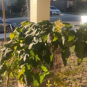 Photo of the plant species Forsythia Sage by @SwampThing94 named Sigmund on Greg, the plant care app