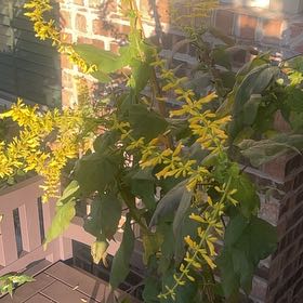 Photo of the plant species Forsythia Sage by @SwampThing94 named Rainier on Greg, the plant care app