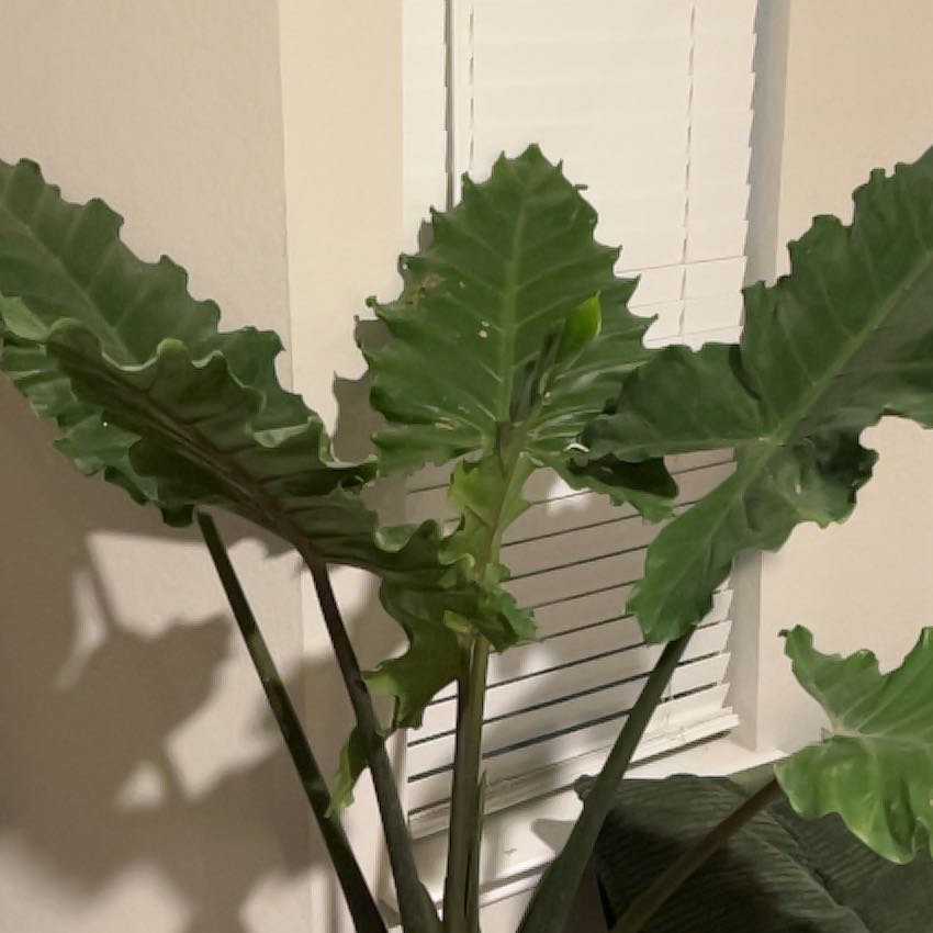 Photo of the plant species Low Rider by @SwampThing94 named Prince on Greg, the plant care app