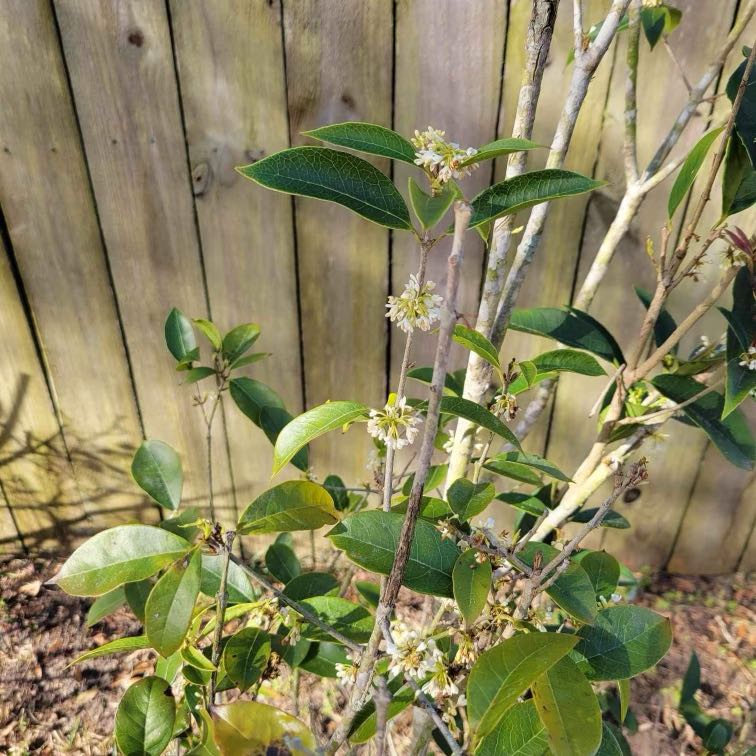 Sweet Olive plant with green leaves, some yellowing and browning, and small white flowers.