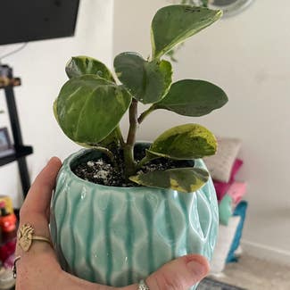 Baby Rubber Plant plant in Raleigh, North Carolina