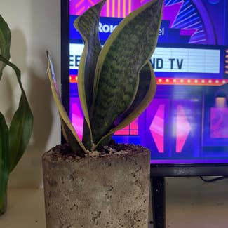 Snake Plant plant in Raleigh, North Carolina