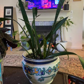 Snake Plant plant in Raleigh, North Carolina