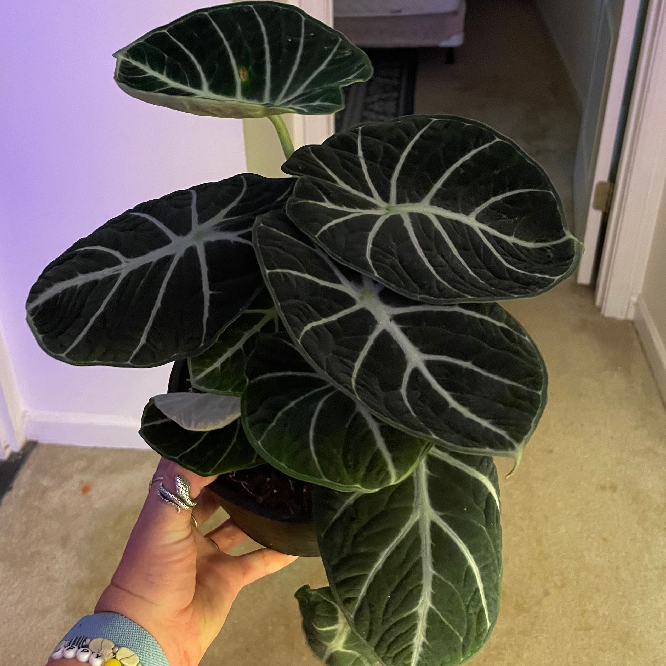 Healthy Alocasia Ninja plant with dark green leaves and white veins, held by a hand.