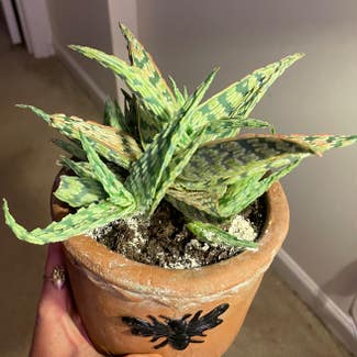 Broad-Leaved Aloe plant in Raleigh, North Carolina