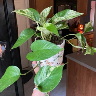 Marble Queen Pothos plant in Raleigh, North Carolina