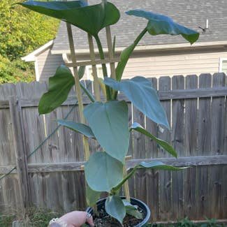 Silver Sword Philodendron plant in Raleigh, North Carolina
