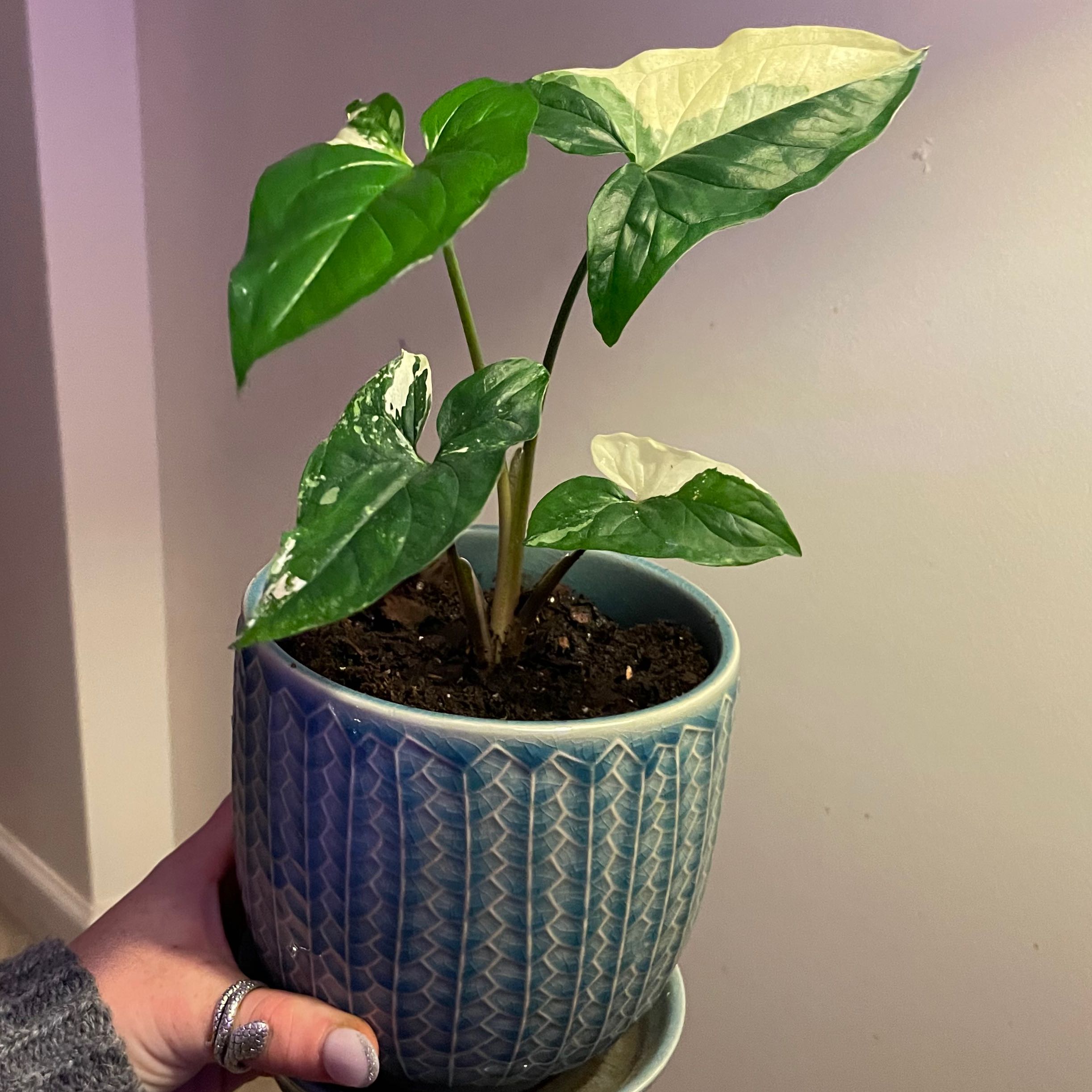 Variegated Arrowhead Vine in a decorative pot, held by a hand.