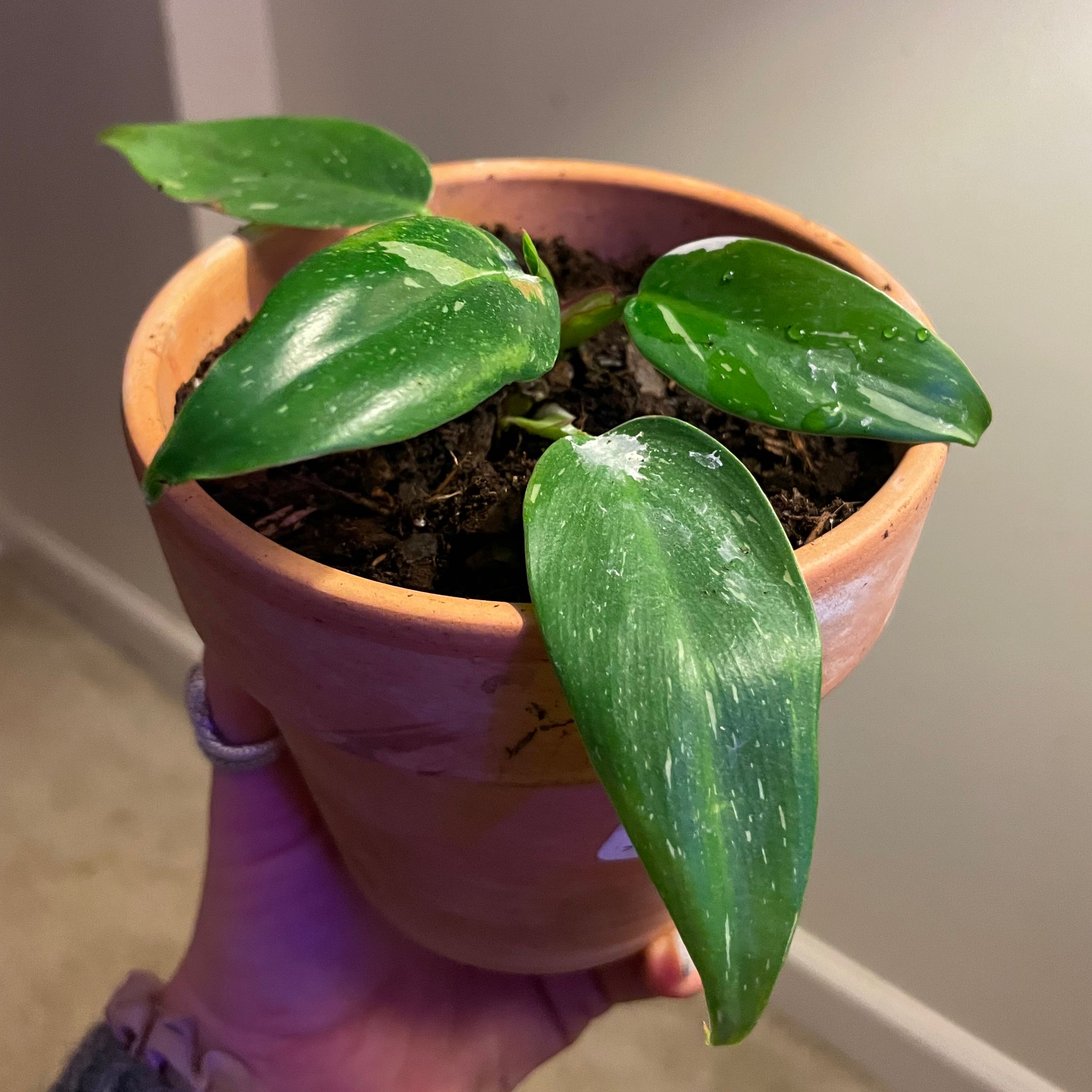 Philodendron 'White Princess' in a terracotta pot with healthy green leaves and white variegation.