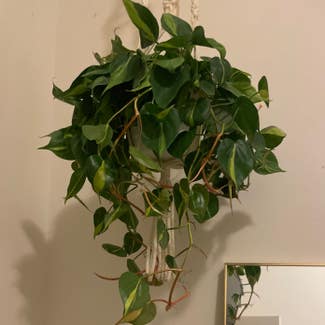 Philodendron Brasil plant in Raleigh, North Carolina